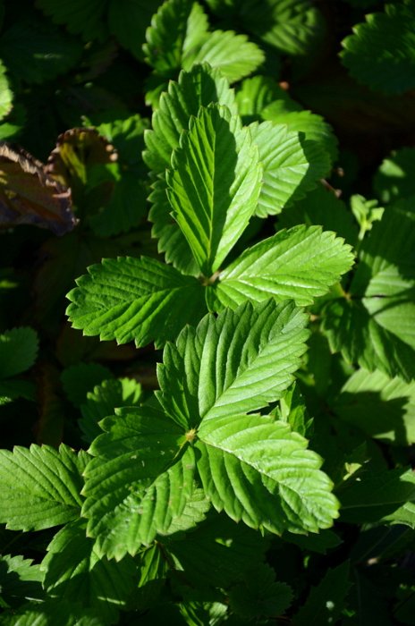 Fragaria vesca